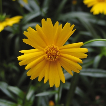 Coreopsis grandiflora 'Sunny Day'