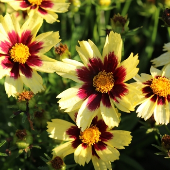 Coreopsis grandiflora 'Super Star'