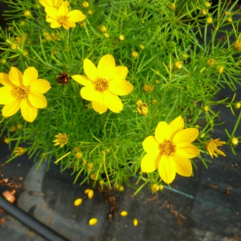 Coreopsis verticillata 'Sylvester' 