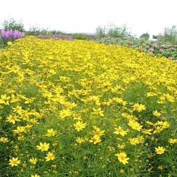 Coreopsis verticillata 'Tweety' PP23347