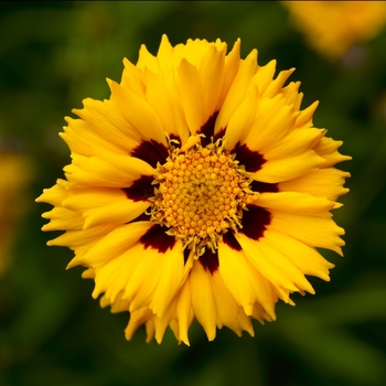 Coreopsis grandiflora 'Yellow Red' 