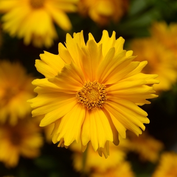 Coreopsis grandiflora Corey™ 'Compact Gold'