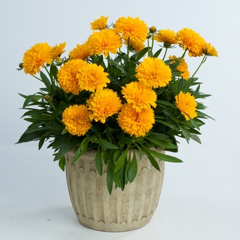 Coreopsis grandiflora Solanna™ 'Golden Sphere'