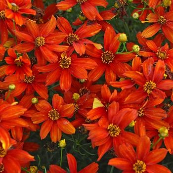 Coreopsis Sizzle & Spice® 'Crazy Cayenne'