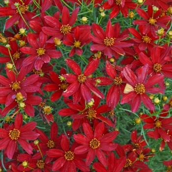 Coreopsis verticillata 'Hot Paprika' 