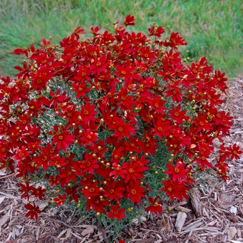 Coreopsis verticillata Sizzle & Spice® 'Hot Paprika' (129423)