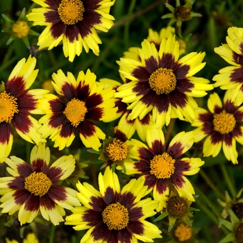 Coreopsis Big Bang™ 'Cosmic Eye'