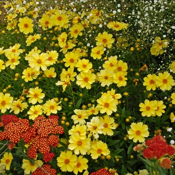 Coreopsis 'Full Moon'