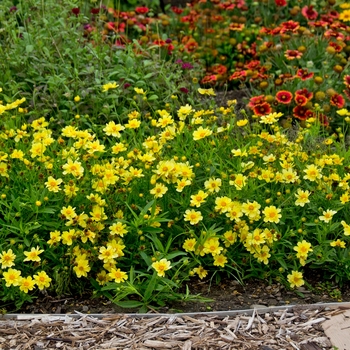 Coreopsis 'Galaxy' 