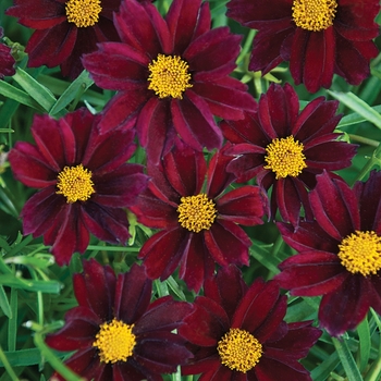 Coreopsis Big Bang™ 'Mercury Rising'