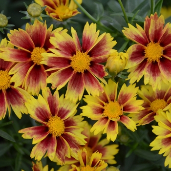 Coreopsis 'Enchanted Eve' 