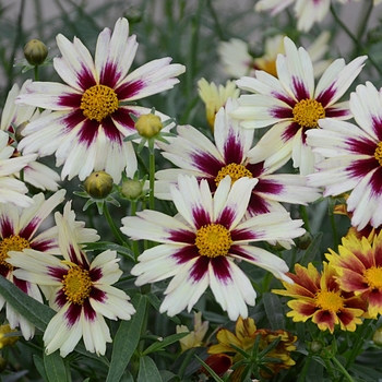 Coreopsis L'il Bang™ 'Starlight'