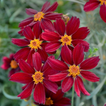 Coreopsis 'Red Satin' 