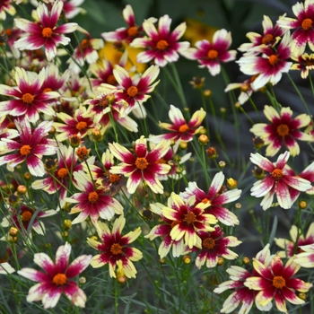 Coreopsis Satin & Lace™ 'Red Chiffon'