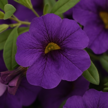 Calibrachoa Cabaret® Blue Midnight