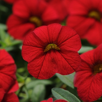 Calibrachoa 'Bright Red' 