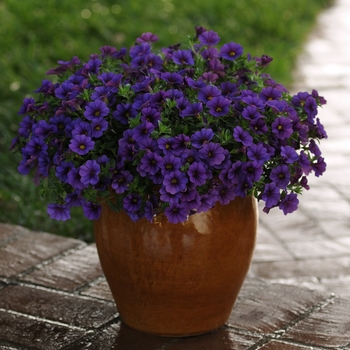 Calibrachoa 'Deep Blue' 