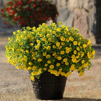 Calibrachoa 'Deep Yellow' 