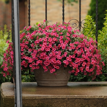 Calibrachoa 'Hot Pink' 