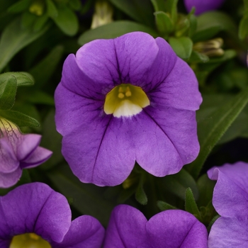 Calibrachoa 'Lavender Improved' 