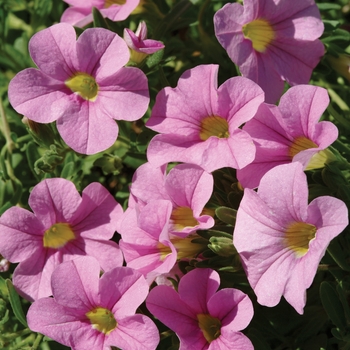 Calibrachoa 'Light Pink' 