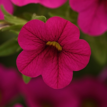 Calibrachoa Cabaret® 'Neon Rose'