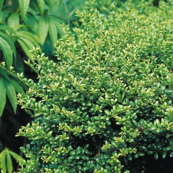 Ilex crenata 'Convexa' 