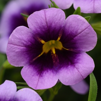 Calibrachoa 'Purple Heart' 