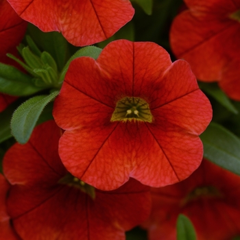 Calibrachoa 'Scarlet Improved' 