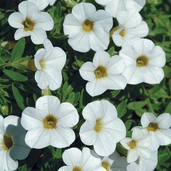 Calibrachoa Cabaret® 'Bright White Improved'