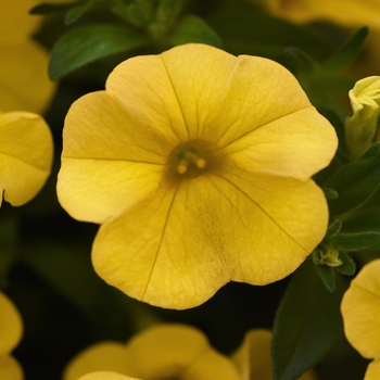 Calibrachoa 'Yellow Golden' 