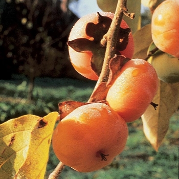 Diospyros virginiana 'Meader' 