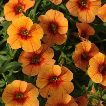 Calibrachoa 'Apricot' 