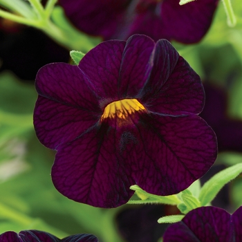 Calibrachoa Can-Can® 'Dark Purple'