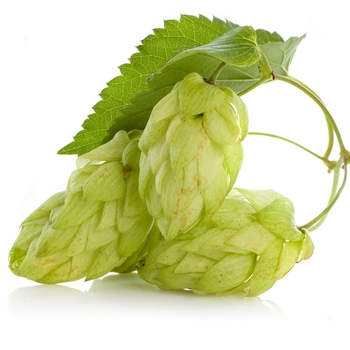 Humulus lupulus 'Mt Hood' 