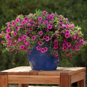 Calibrachoa 'Hot Pink Star' 