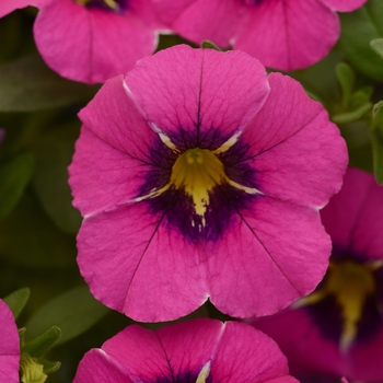 Calibrachoa 'Magenta Kiss' 