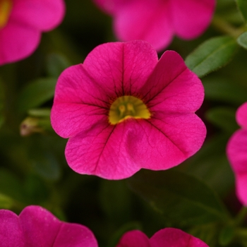 Calibrachoa 'Neon Pink' 