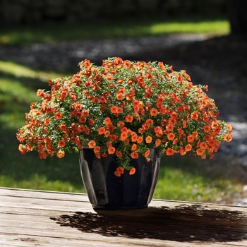 Calibrachoa Can-Can® Orange