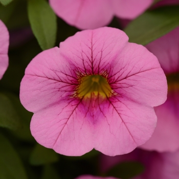 Calibrachoa Can-Can® 'Pink Flamingo'