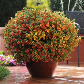 Calibrachoa 