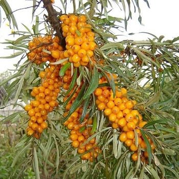 Hippophae rhamnoides 'Amber Dawn™' 