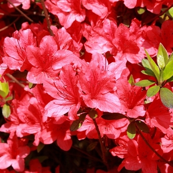 Rhododendron indicum