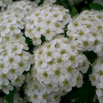 Spiraea 'Multiple Varieties' 