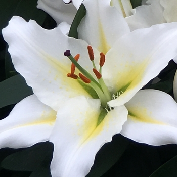 Lilium Lily Looks 'Sunny Azores'