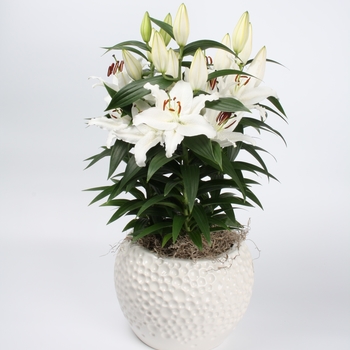 Lilium 'Sunny Bahamas' PPAF