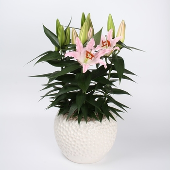 Lilium Lily Looks 'Sunny Bonaire'