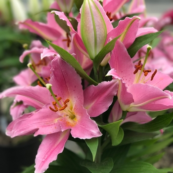 Lilium 'Sunny Camino' PPAF