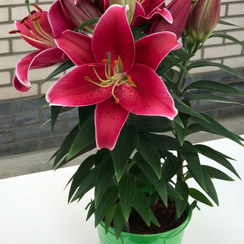 Lilium Lily Looks 'Sunny Keys'