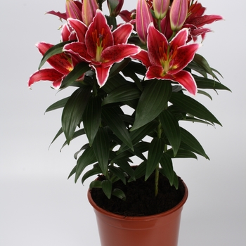 Lilium 'Sunny Grenada' PPAF